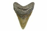 Fossil Megalodon Tooth - North Carolina #356701-1